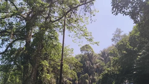 Lush green forest trees under bright sky Stock Footage 346659258