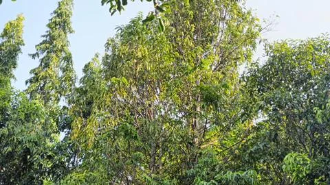 Lush Green Forest Trees Under a Clear Blue Sky Stock Photos