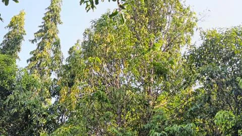Lush Green Forest Trees Under a Clear Blue Sky Stock Photos