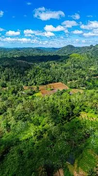 Lush green forest with trees under blue sky and clouds Stock Photos
