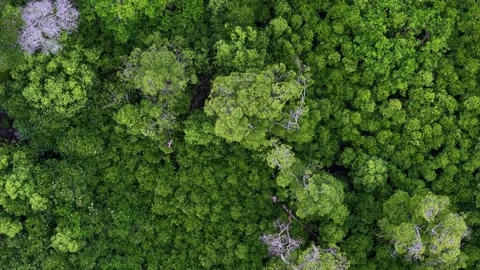 Lush green forest with trees of various sizes 스톡 동영상 329355488