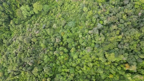 Lush green forest with trees of various sizes Видео 329362610
