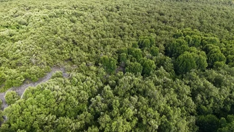 Lush green forest with trees of various sizes Stock Footage 332214463