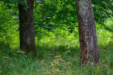 Lush green forest with two large trees Stock Photos