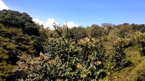 A Lush Green Forest Under a Bright Blue Sky Stock Footage 330586142