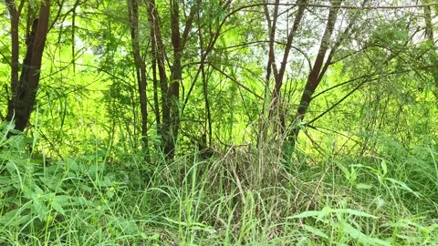 Lush Green Forest Underbrush Stock-Footage 343909734