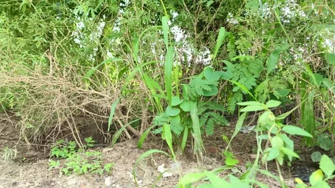 Lush Green Forest Underbrush Scene Видео 343909720