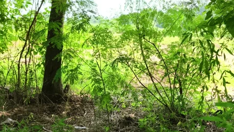 Lush Green Forest Underbrush Scene 스톡 동영상 343909825