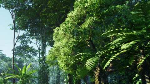 Lush green forest with varied trees and ferns during daytime in nature Stock Footage 345054944