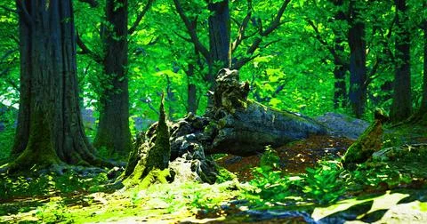 Lush green forest with vibrant trees and natural sunlight filtering through Stock Illustration