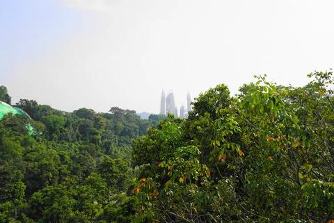 Lush Green Forest View with Distant Cityscape Stock Photos