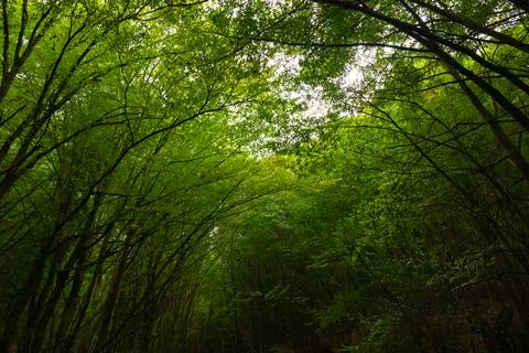 Lush green forest view from inside the forest. Carbon neutrality concept Stock Photos
