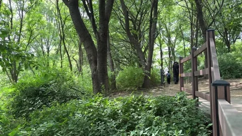Lush Green Forest Walking Trail with Wooden Bridge Railing in Seoul Video stock 342271348