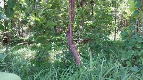 Lush green forest with wind blowing through the trees Stock-Footage 335507473