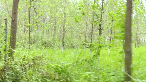 Lush Green Forest Young Trees 스톡 동영상 343908216