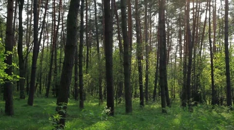 Lush green forrest fly, pan 1 Stock Footage 7136359