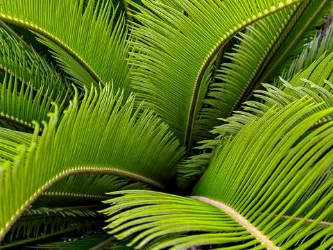 Lush green fronds create a dense, textural natural pattern, evoking tropica.. Stock Photos