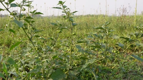 Lush Green Fruit Plants Stockbeeldmateriaal 333900914