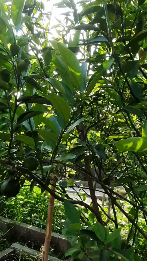 Lush Green Fruit Tree Leaves Vídeo Stock 331420413