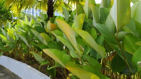 Lush Green Garden Path Lined With Tropical Plants and Vibrant Foliage Stock Footage 308344872