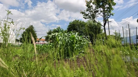 Lush green garden under bright, partly cloudy skies Stock Footage 340239328