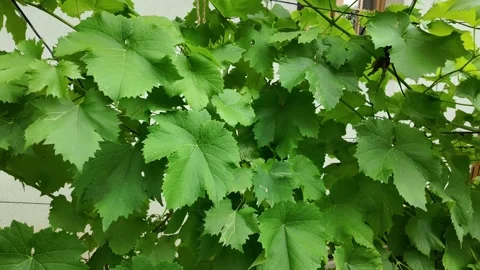Lush green grape leaves with hints of ripening fruit and a pink rose bloom Stock Footage 339030231