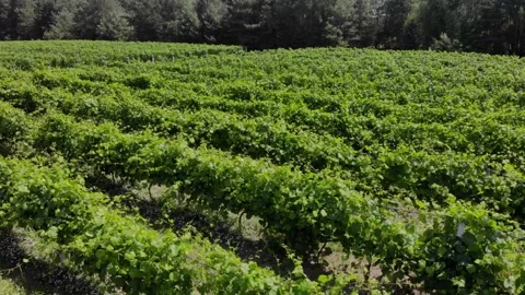 Lush Green Grape Vines Growing in Expansive Rural Vineyard Stock Footage 342122471