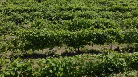 Lush Green Grape Vines Growing in a Rural Vineyard Landscape Stock Footage 342130438