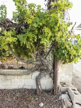 Lush green grapevine grows on an old wire fence and concrete wall in a rura.. Stock Photos