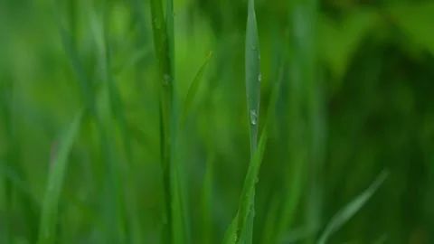 Lush green grass adorned with sparkling morning dew drops glistening in the Stock Footage 310169751