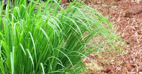 Lush green grass adorned with sparkling dew drops captured in vibrant outdoor Stock Footage 345281877