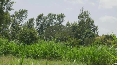 Lush green grass and deciduous trees swaying violently in strong winds on a Stock Footage 336062228