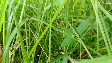 Lush green grass and dry leaves on the ground Stock Footage 239554701