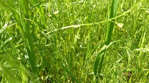 Lush Green Grass and Shepherd Purse Weeds Growing in Sunny Meadow Stock-Footage 339079578