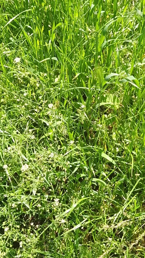 Lush Green Grass and Tiny White Wildflowers Growing in Sunlit Meadow Stock Footage 339078709