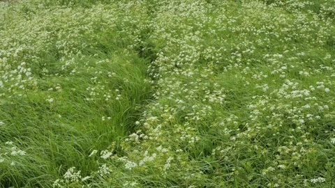 Lush green grass and white wildflowers swaying in the wind Stock Footage 337737243