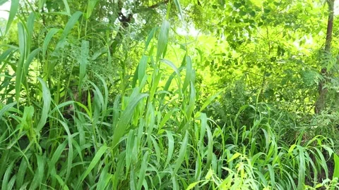 Lush Green Grass and Wild Plants Видео 343909683