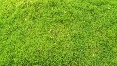 A lush green grass background that feels calming and refreshing. Stock Footage 313721620
