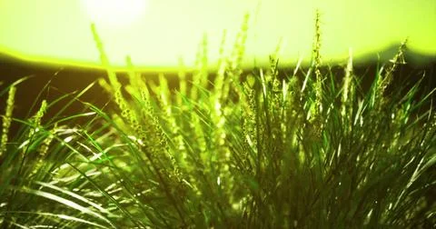 Lush green grass basking in sunlight during early morning hours Illustrazione stock