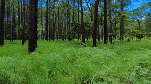 Lush green grass below tall pine tree forest Kirirom National Park in Southeast Stock Footage 340155268