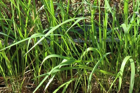 Lush green grass blades create a vibrant natural texture and pattern Stock Photos
