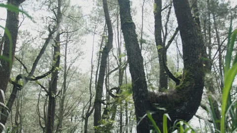 Lush green grass blowing in the wind in a pine forest Video stock 303358084