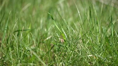 Lush Green Grass Dances Under a Bright Spring Sun Stock Footage 335689997