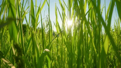 Lush green grass with dew drops. Spring morning in nature, sun breaks through Stock Footage 150206849