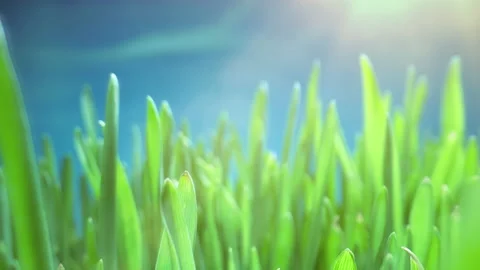 Lush Green Grass with Dew Drops. Spring Morning in Nature, Sun Breaks Through Stock Footage 223643642
