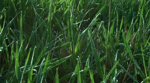 Lush green grass with dew, the movement of the crane dolly 스톡 동영상 64149002