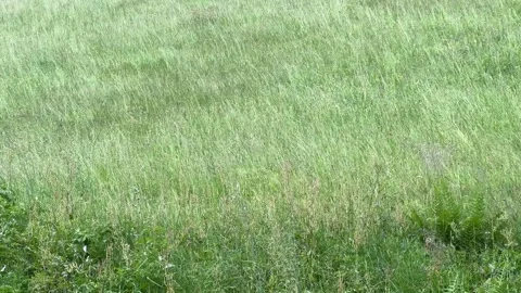 Lush Green Grass Field Blowing in the Wind Stock Footage 278993568