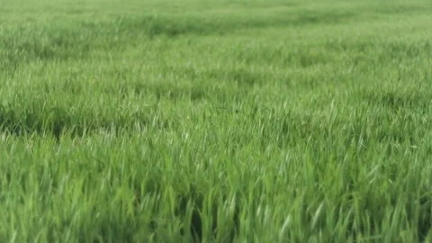 Lush Green Grass Field Close-Up Stock Footage 282937544