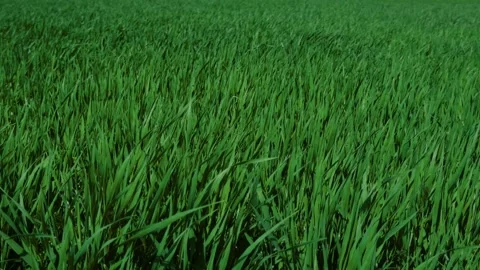 A lush green grass field featuring a stunningly beautiful texture and vibrant Stock Footage 313285319