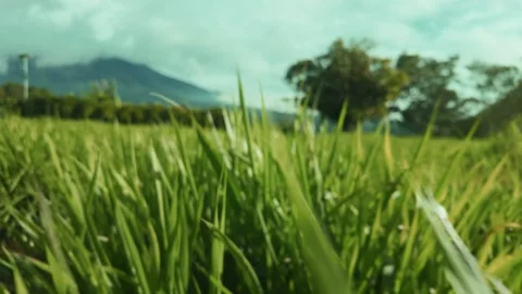 Lush green grass field or rice paddy swaying Video stock 346228030